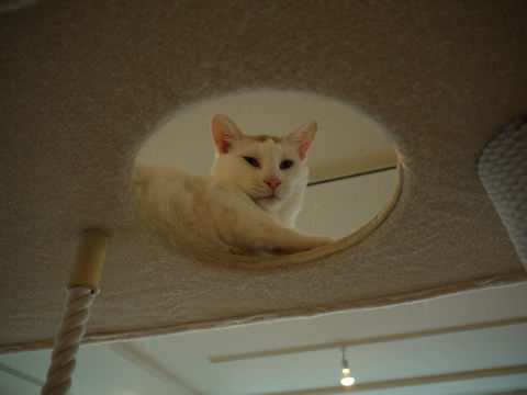 猫式ブログ～里親募集型猫カフェ