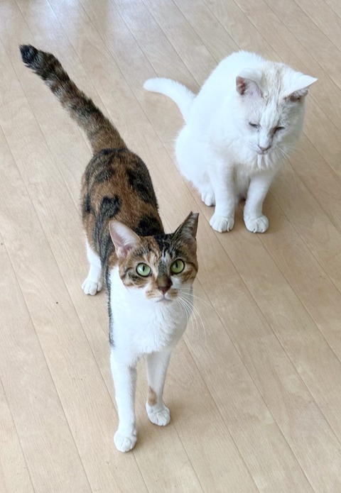 2754A384-B1DD-47A8-89E8-BEF80435BD4F