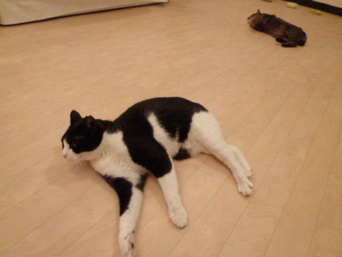 猫式ブログ~里親募集型猫カフェ