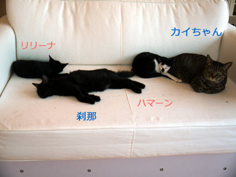 猫式ブログ~里親募集型猫カフェ