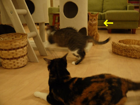 猫式ブログ~里親募集型猫カフェ