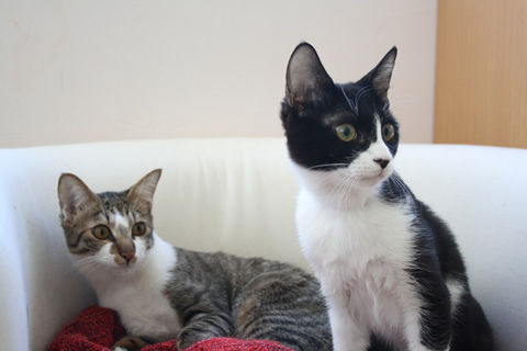 猫式ブログ~里親募集型猫カフェ
