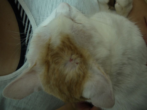 猫式ブログ～里親募集型猫カフェ