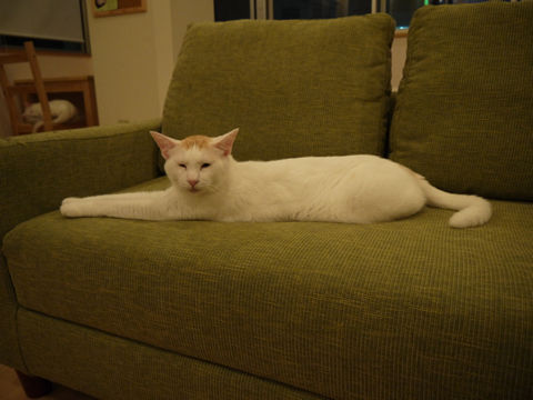 猫式ブログ~里親募集型猫カフェ