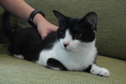 猫式ブログ~里親募集型猫カフェ