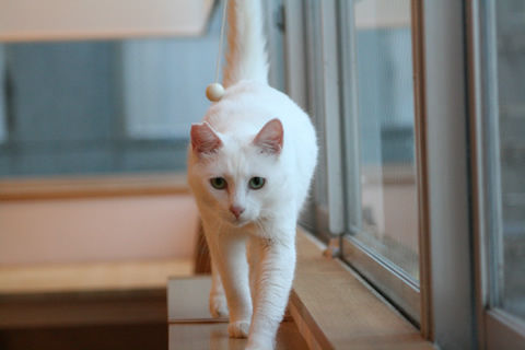 猫式ブログ~里親募集型猫カフェ