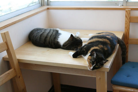 猫式ブログ~里親募集型猫カフェ