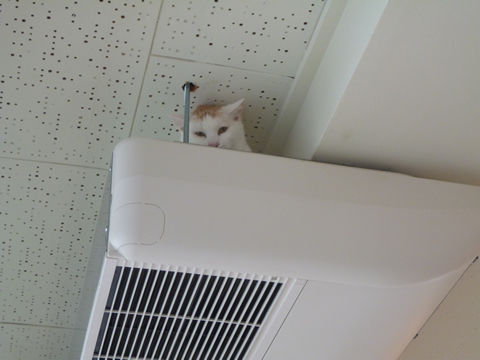 猫式ブログ～里親募集型猫カフェ