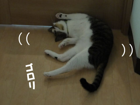 猫式ブログ～里親募集型猫カフェ