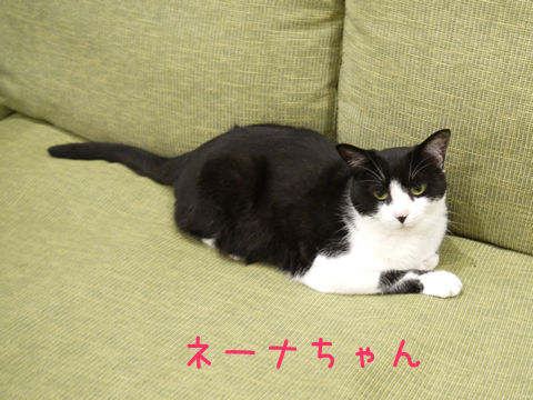 猫式ブログ~里親募集型猫カフェ