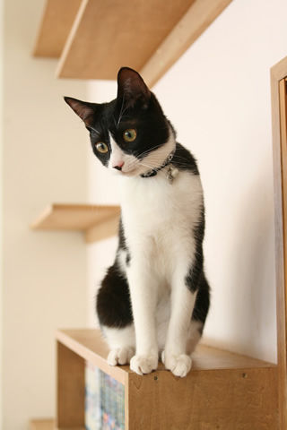 猫式ブログ～里親募集型猫カフェ