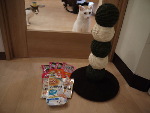 猫式ブログ~里親募集型猫カフェ
