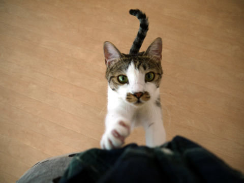 猫式ブログ~里親募集型猫カフェ