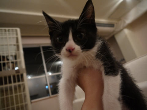 猫式ブログ～里親募集型猫カフェ