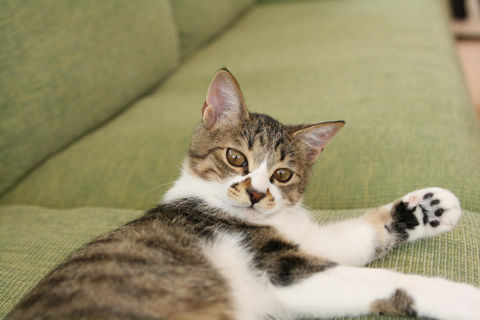 猫式ブログ~里親募集型猫カフェ