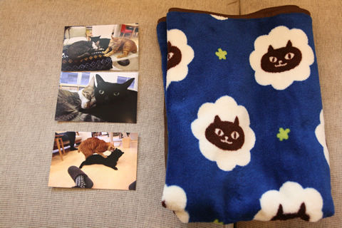 猫式ブログ～里親募集型猫カフェ