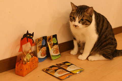 猫式ブログ～里親募集型猫カフェ