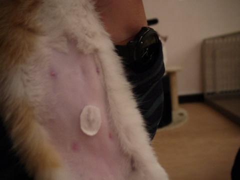 猫式ブログ～里親募集型猫カフェ