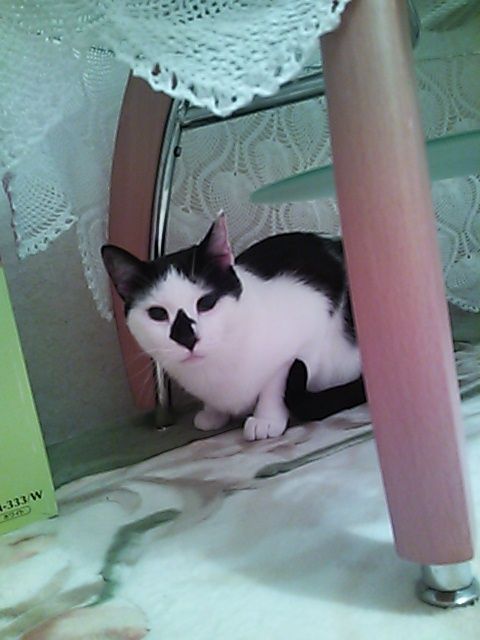 猫式ブログ～里親募集型猫カフェ