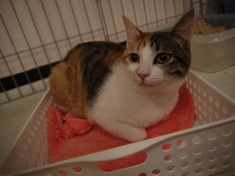 猫式ブログ～里親募集型猫カフェ