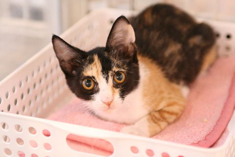 猫式ブログ~里親募集型猫カフェ