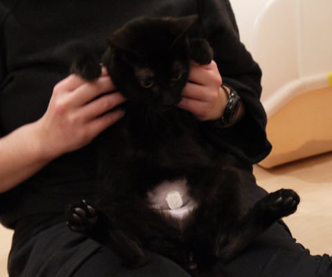猫式ブログ~里親募集型猫カフェ