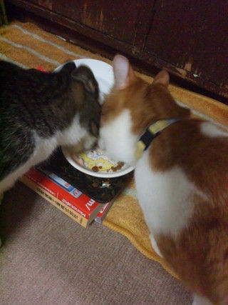 猫式ブログ～里親募集型猫カフェ