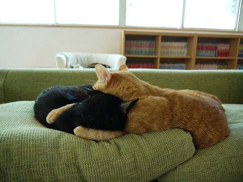 猫式ブログ~里親募集型猫カフェ