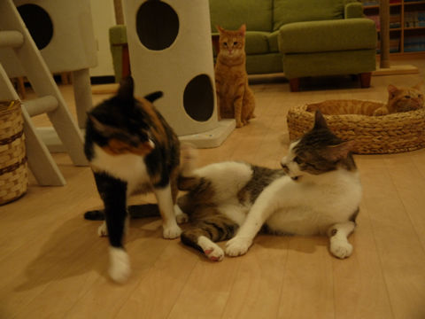 猫式ブログ~里親募集型猫カフェ