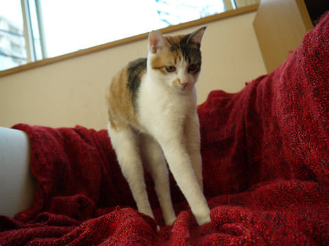 猫式ブログ~里親募集型猫カフェ