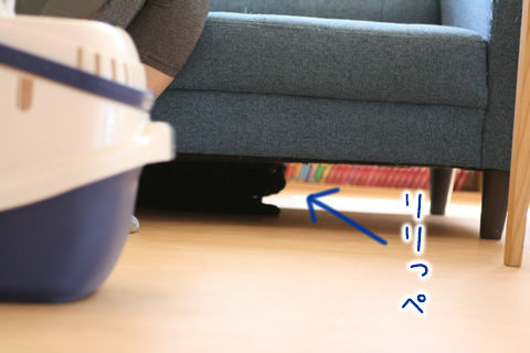 猫式ブログ~里親募集型猫カフェ