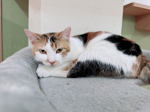 6D4A06E3-6D36-4EE9-9C65-232CA78CB1DD