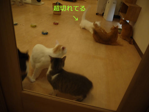 猫式ブログ~里親募集型猫カフェ