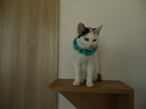 猫式ブログ～里親募集型猫カフェ