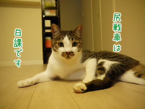 $猫式ブログ~里親募集型猫カフェ
