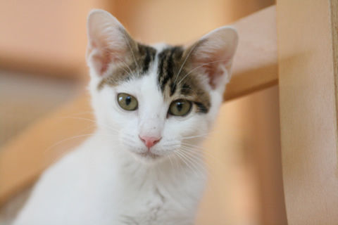 猫式ブログ~里親募集型猫カフェ