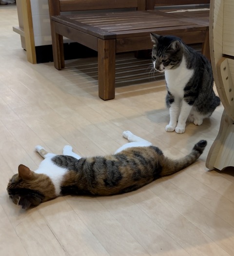 649898A6-E33F-4C1D-B1E8-BCB4F5E690EC