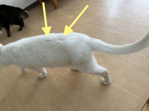 22C6E1D2-1B4C-4385-B18F-C95964D67984