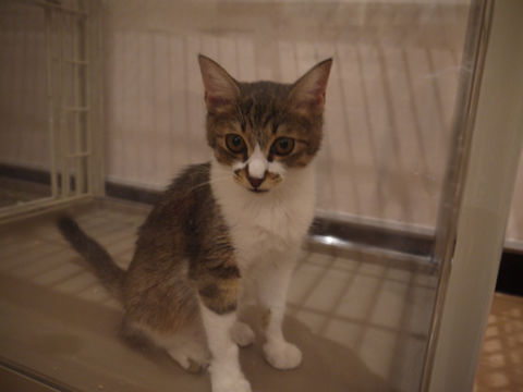 猫式ブログ～里親募集型猫カフェ