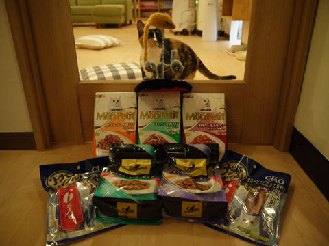 猫式ブログ～里親募集型猫カフェ