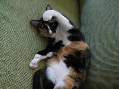 猫式ブログ~里親募集型猫カフェ