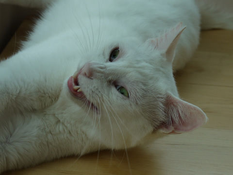 $猫式ブログ~里親募集型猫カフェ