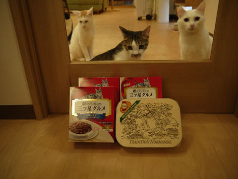 猫式ブログ～里親募集型猫カフェ