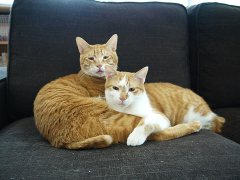 猫式ブログ~里親募集型猫カフェ