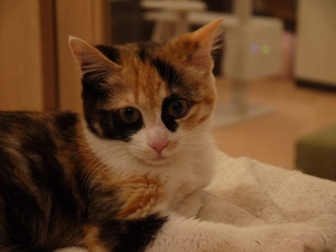 猫式ブログ