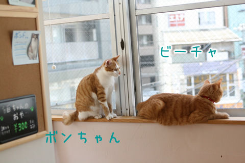 猫式ブログ～里親募集型猫カフェ