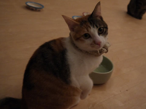 猫式ブログ~里親募集型猫カフェ