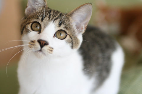 猫式ブログ~里親募集型猫カフェ