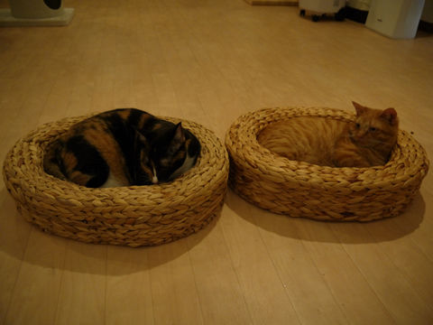 猫式ブログ～里親募集型猫カフェ