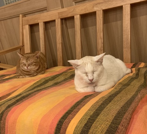 F37AF941-6D11-427A-85A5-D24DDA6A9B49